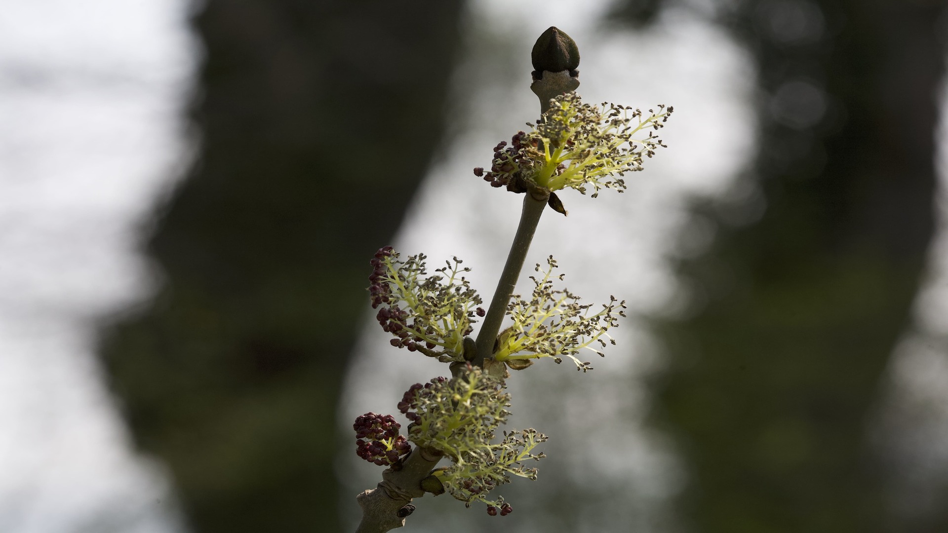 Esche-Blüte, Fraxinus excelsior
