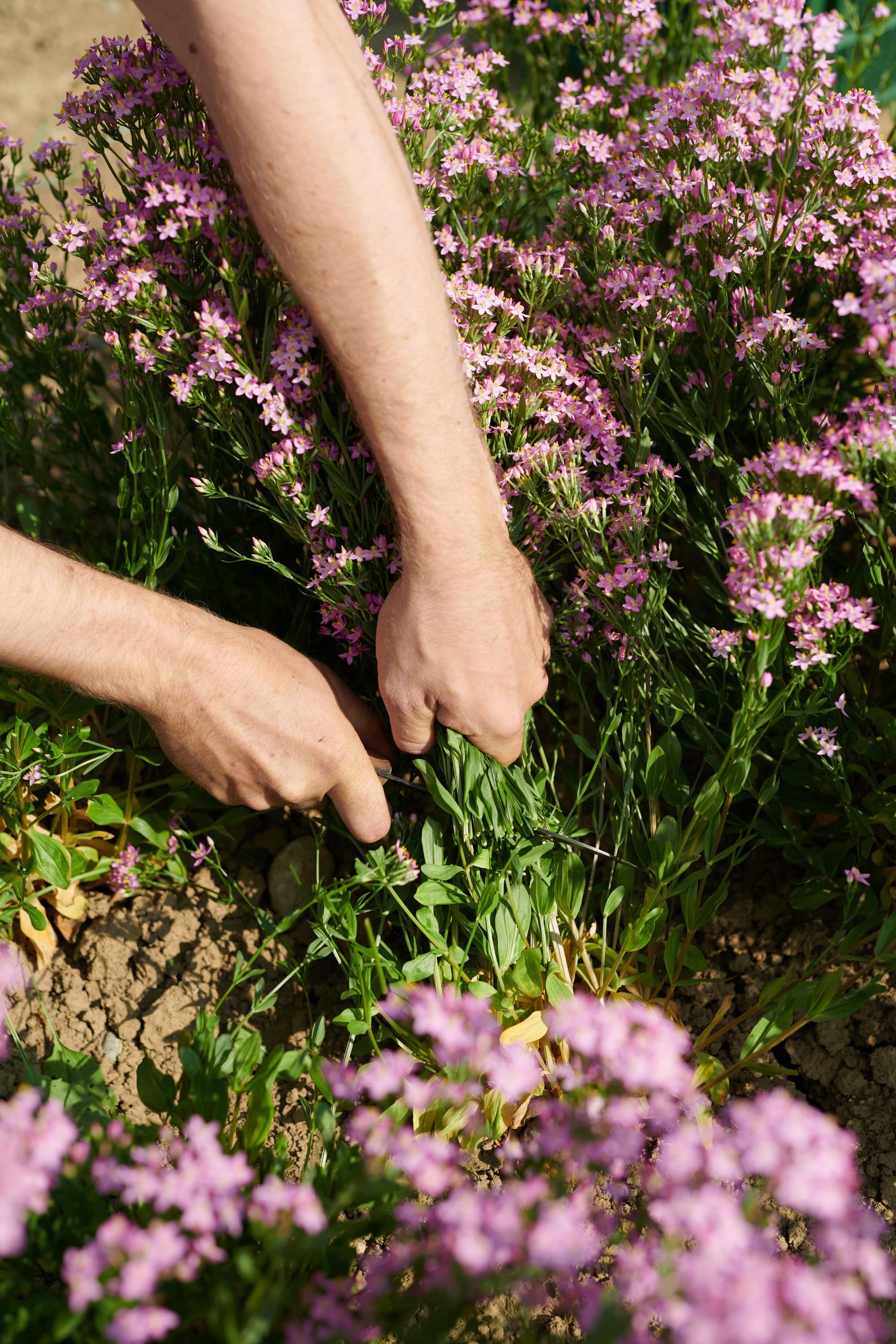 001 Centaurium Ernte