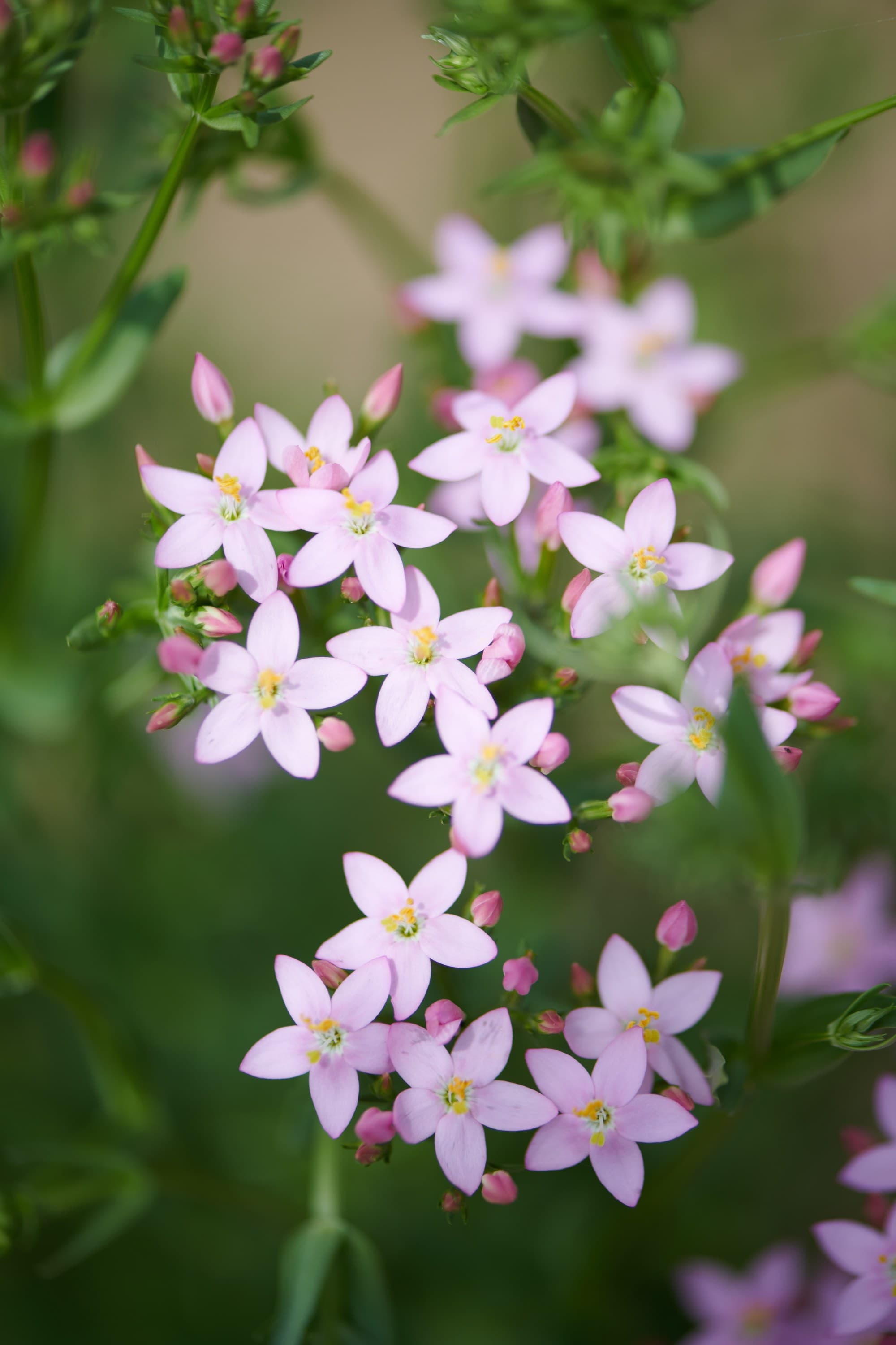01 Centaurium BlüTe