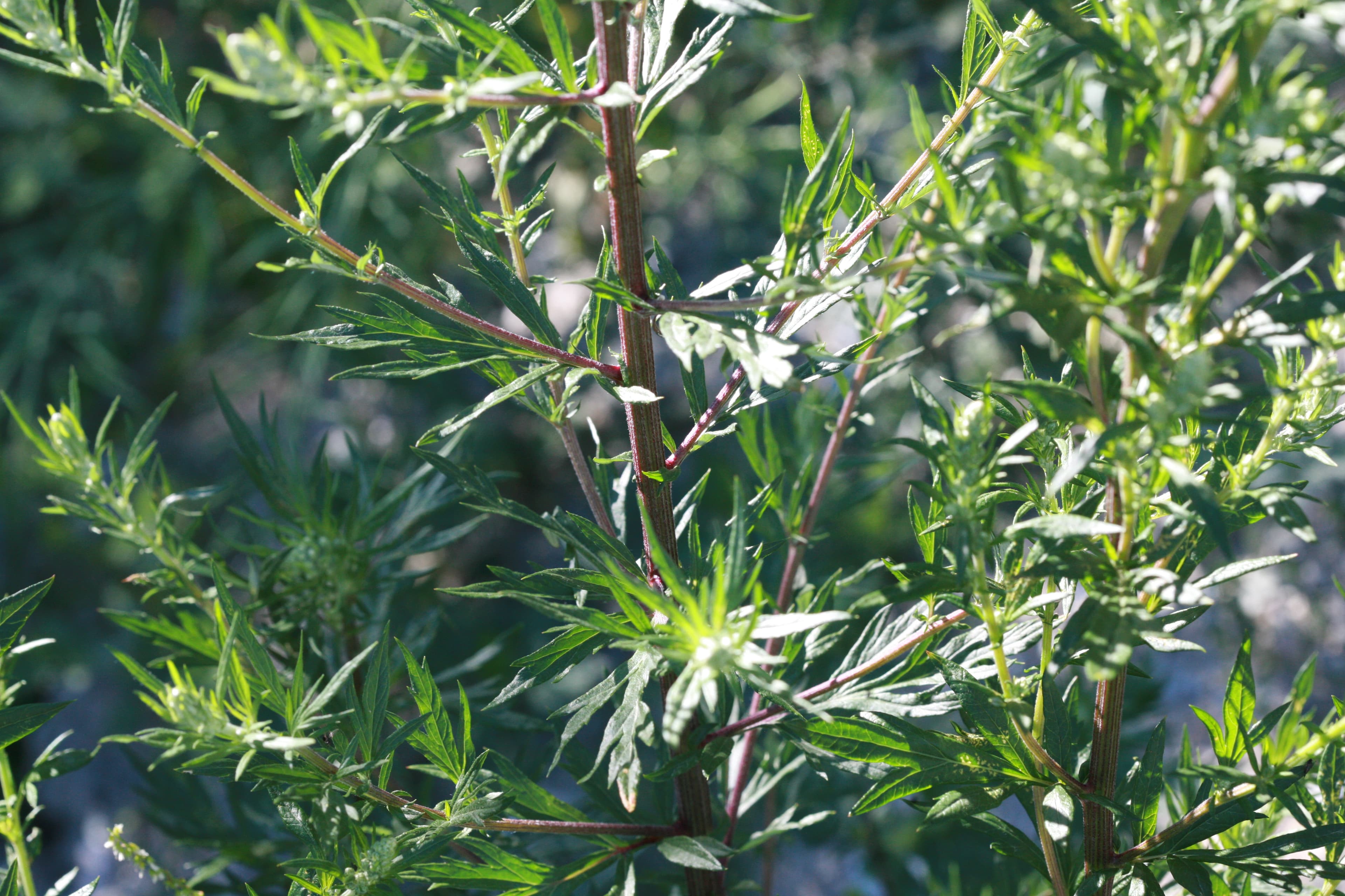 2016 Artemisia Vulgaris Rk IMG 4853
