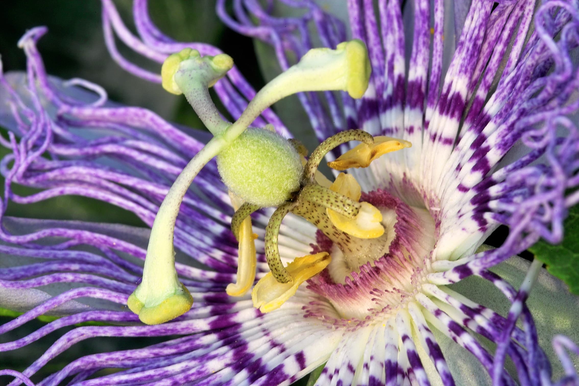 Passiflora incarnata – passionflower plant