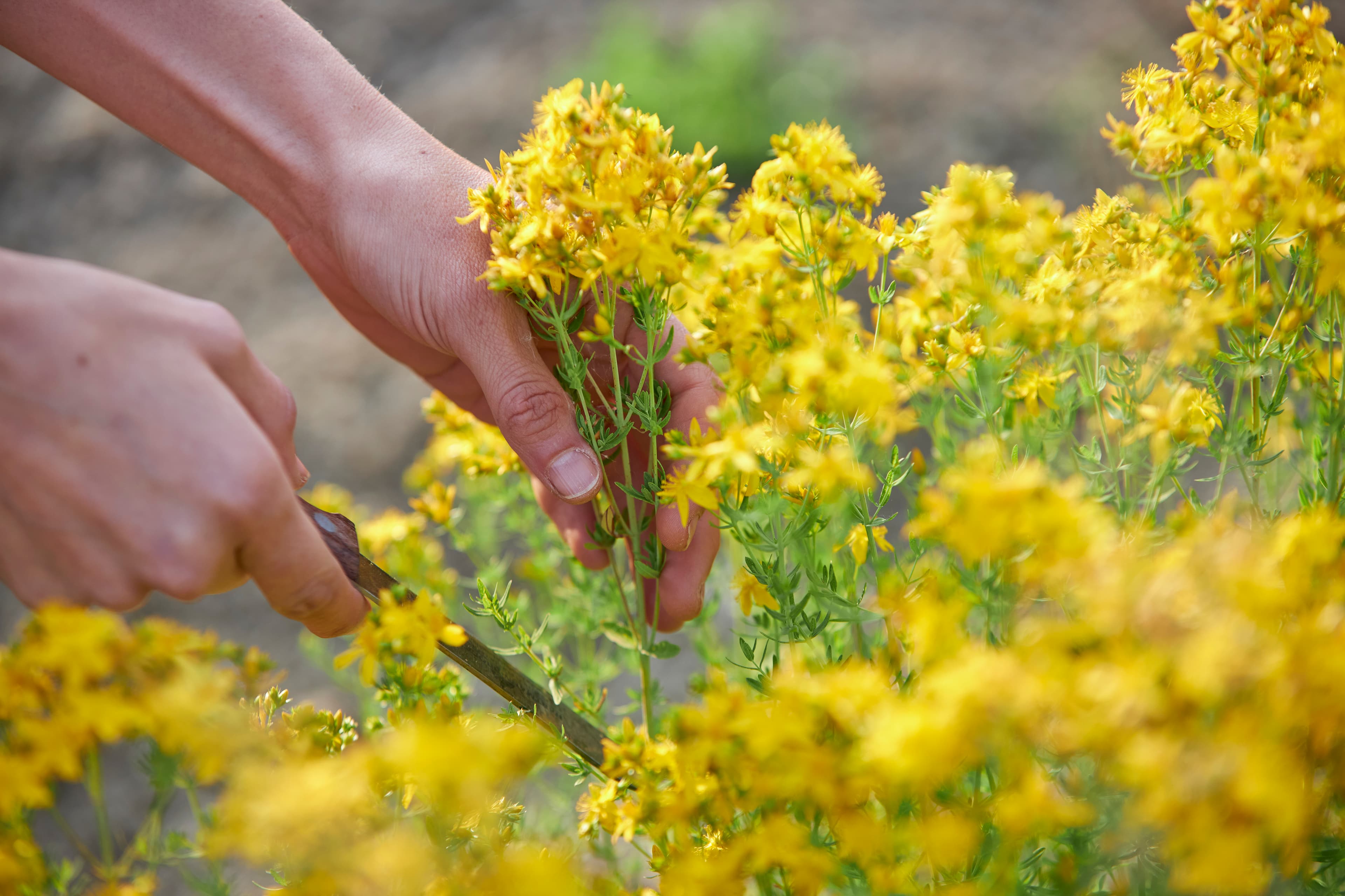 Hypericum perforatum – harvesting by hand