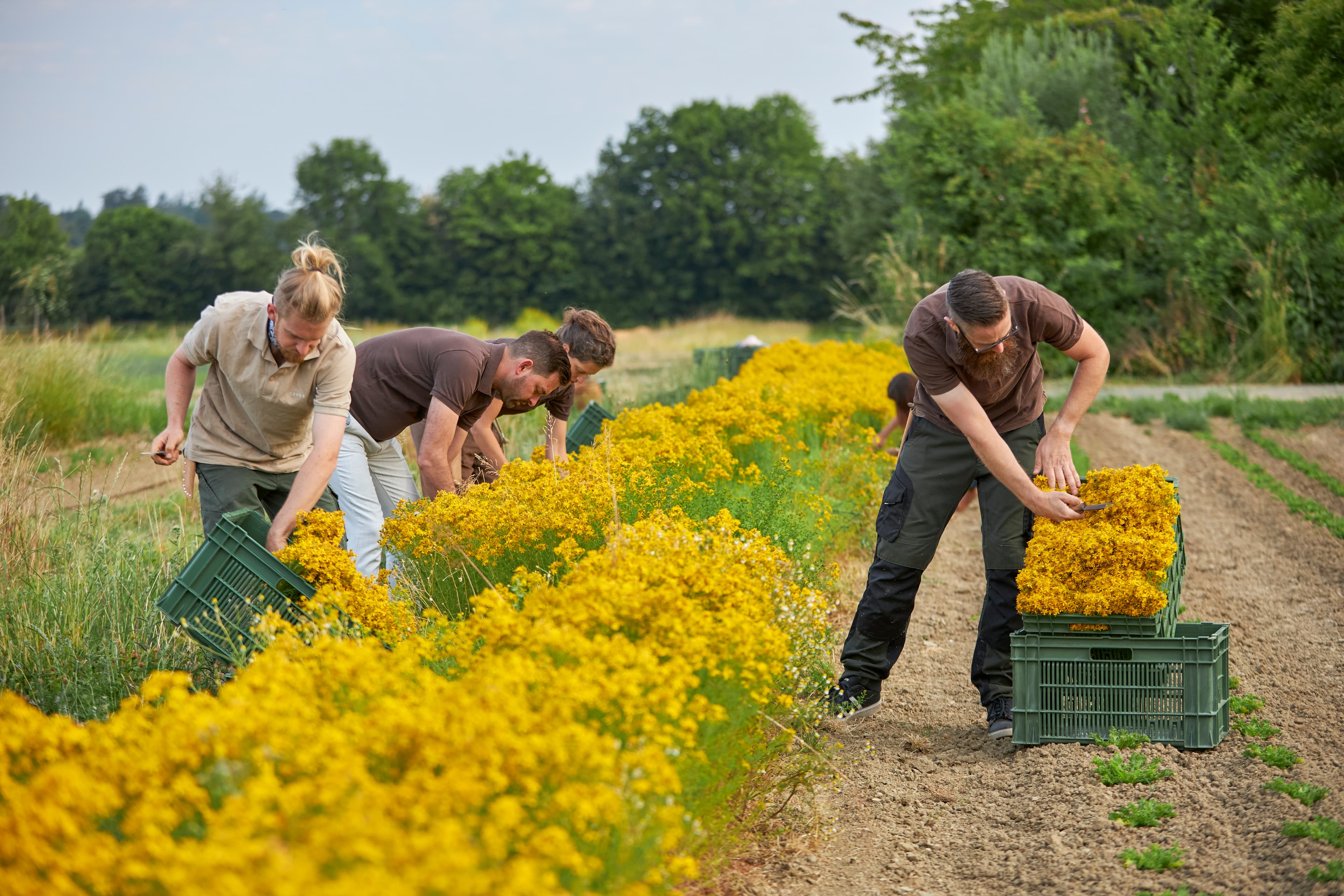 Hypericum perforatum – harvest