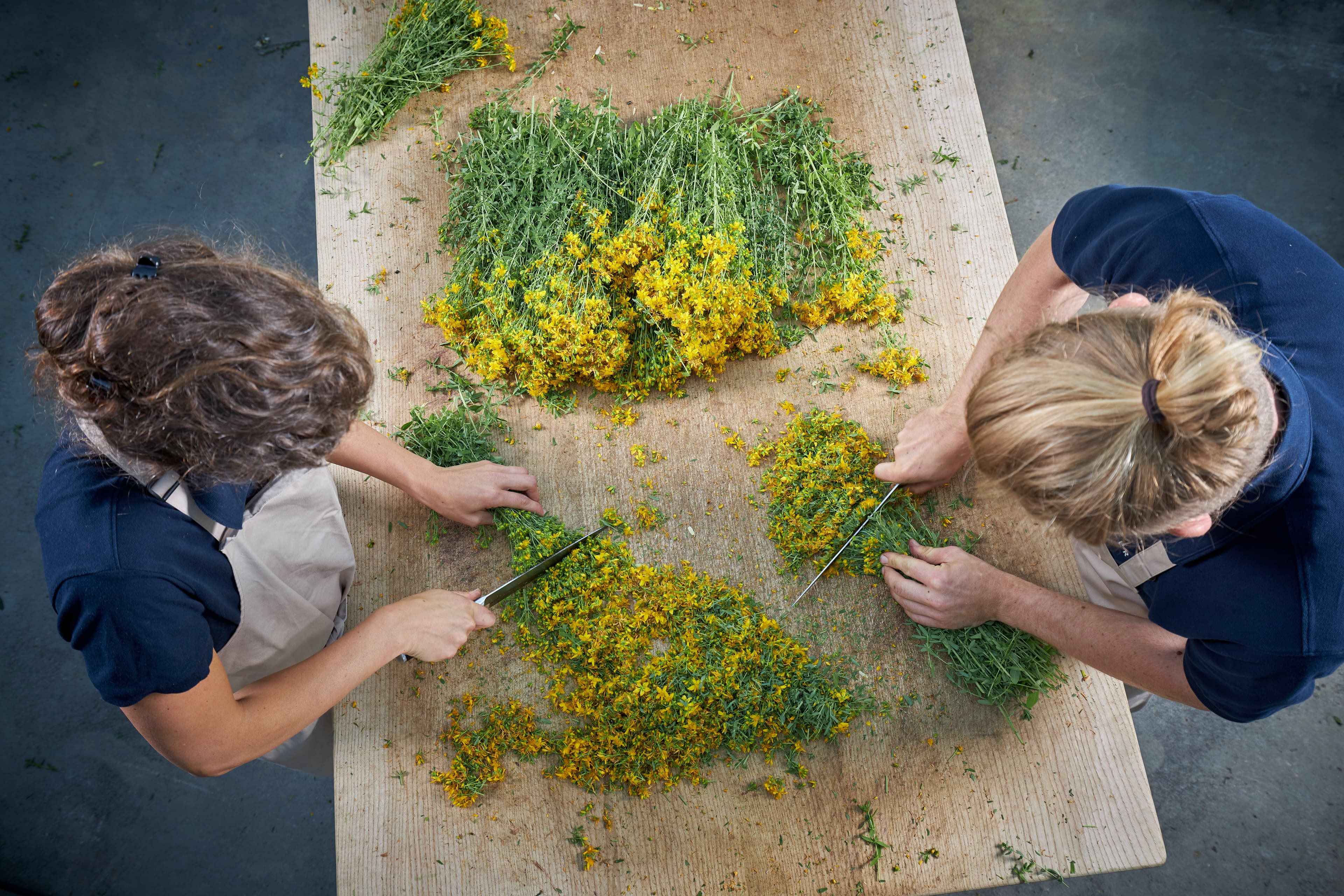 Hypericum perforatum – cutting by hand