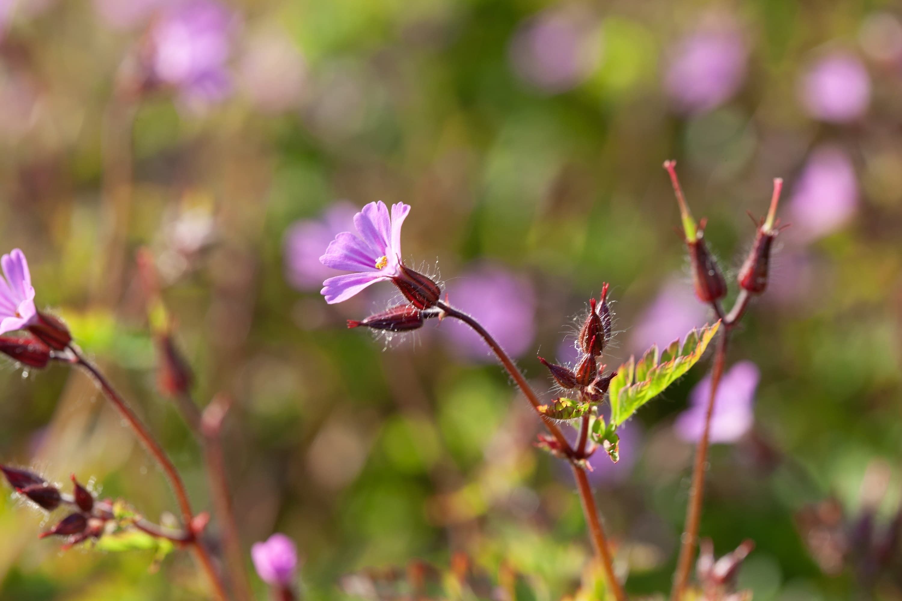 302 Geranium Pflanze
