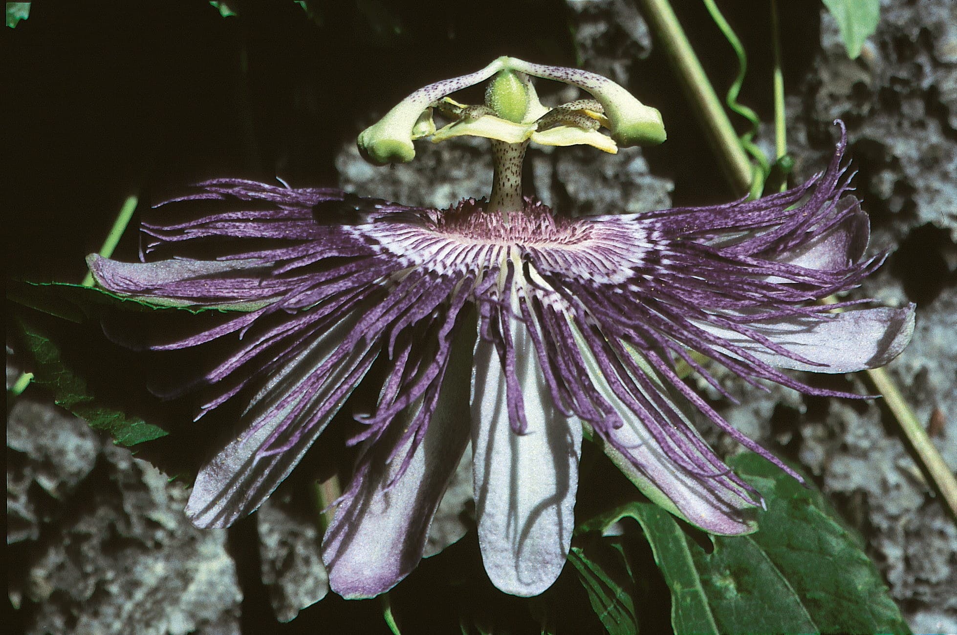 402 Passiflora Nahaufnahme
