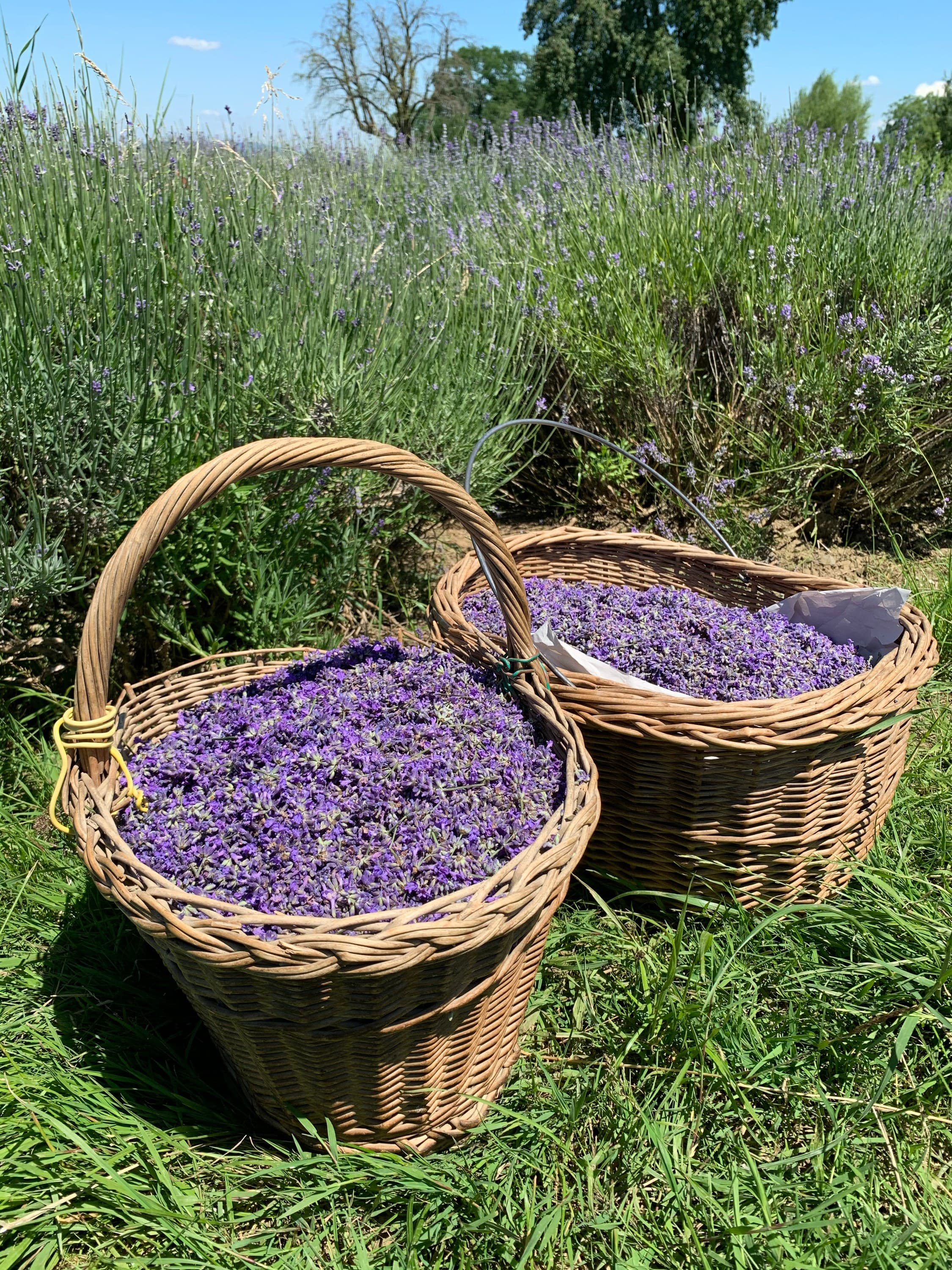403 Lavendel Handgerntet