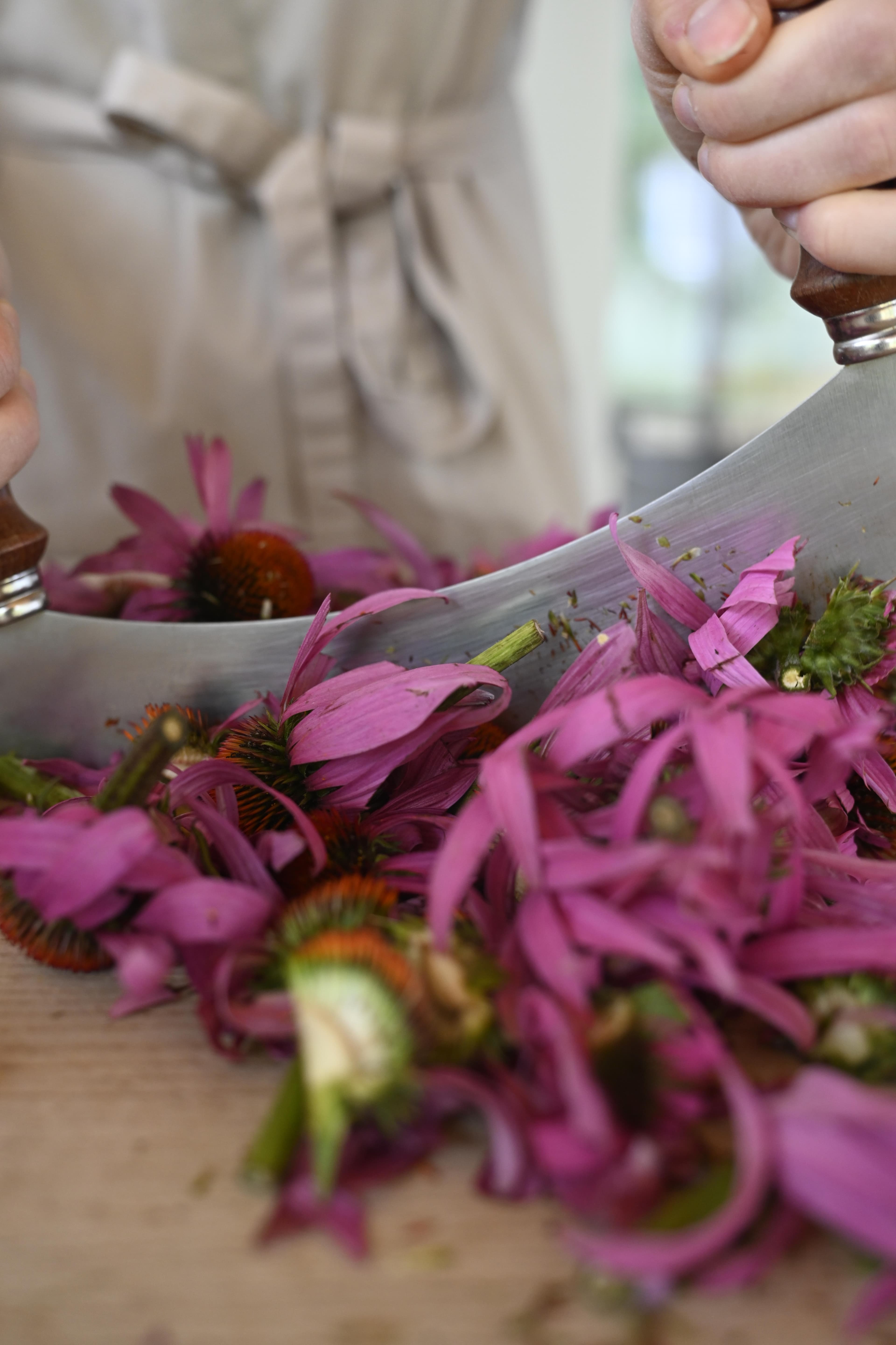Echinacea purpurea – coneflower being cut by hand