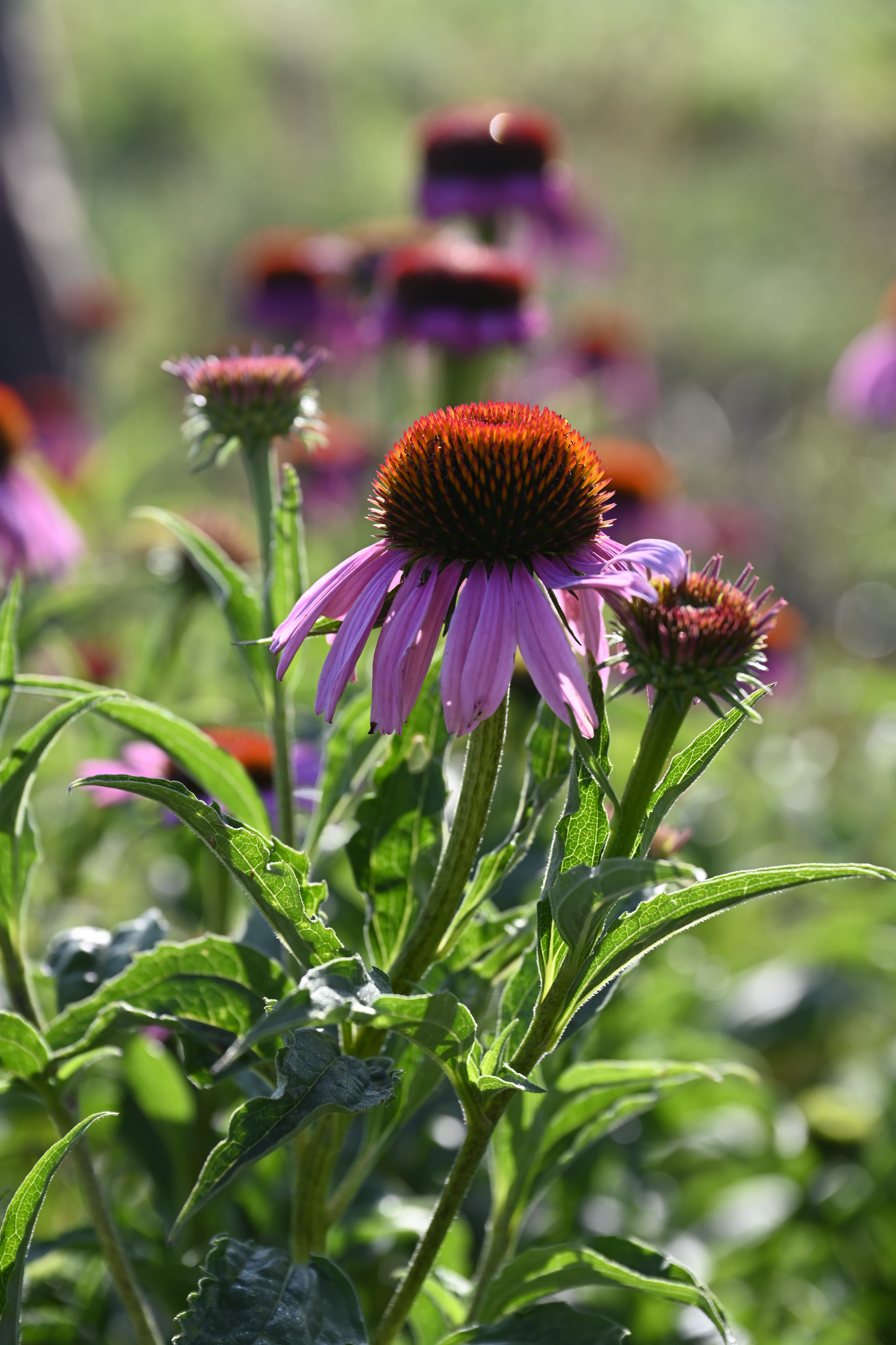 Echinacea purpurea – coneflower in the field