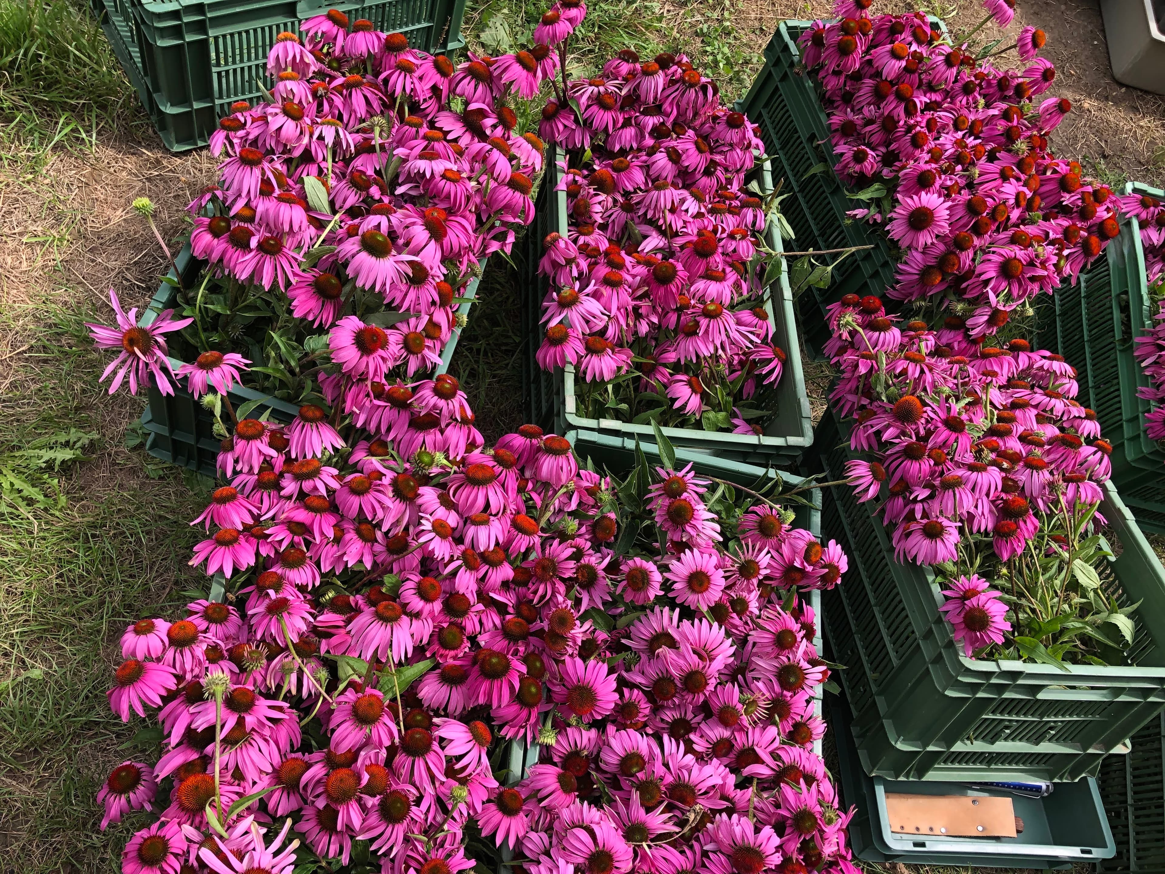 Many freshly harvested pink coneflower blooms with brown centres in green containers.