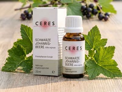 Johannisbeere NEM Packshot Pflanze