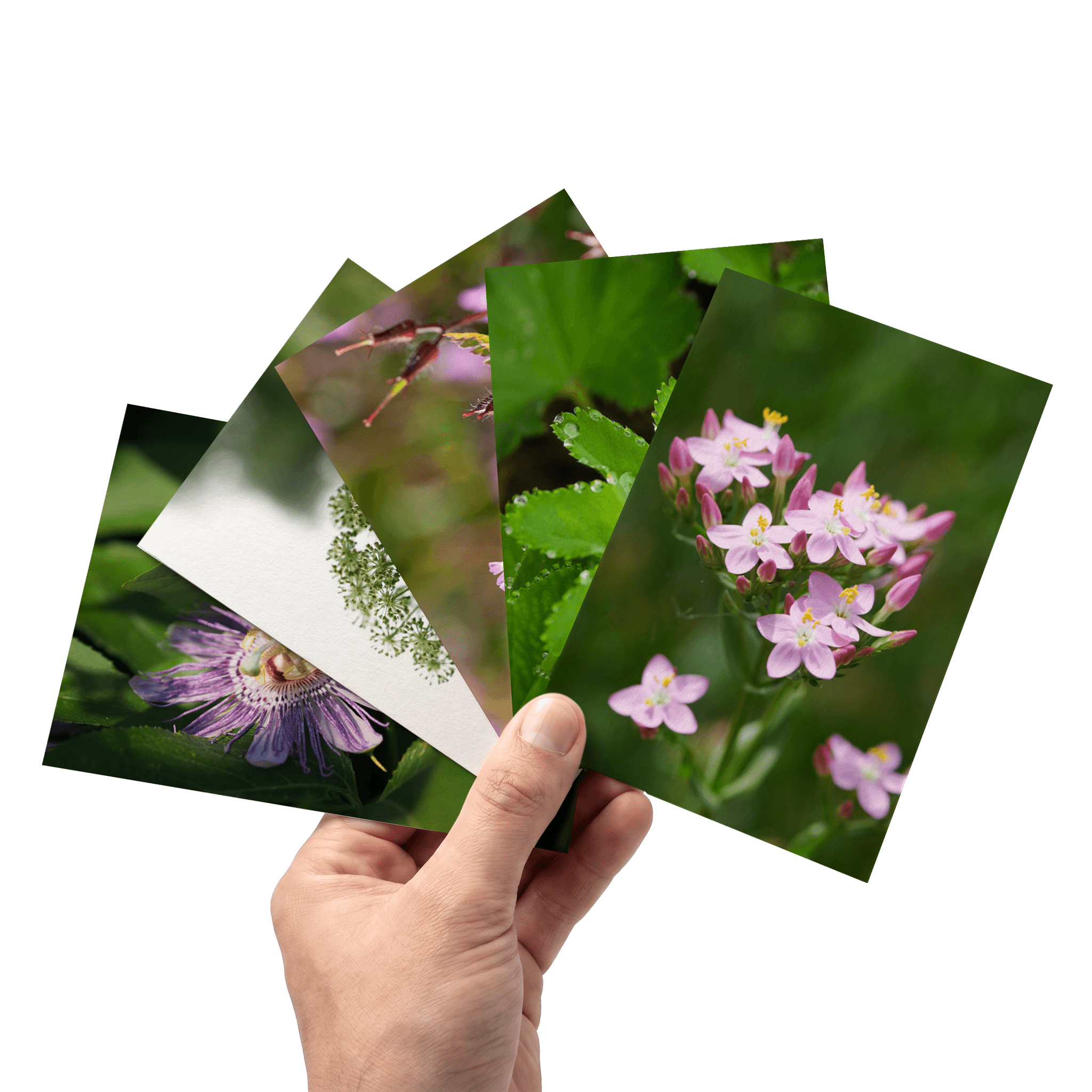 Eine Hand hält fünf Postkarten, die verschiedene Blumenmotive mit grünen Hintergründen zeigen.