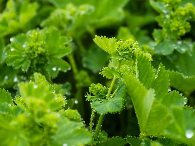 Alchemilla Gallery 01