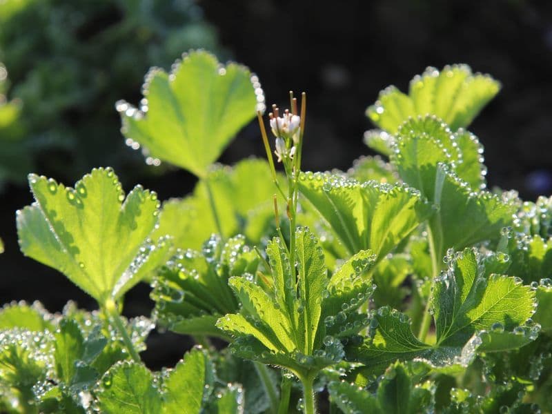 Alchemilla Gallery 03