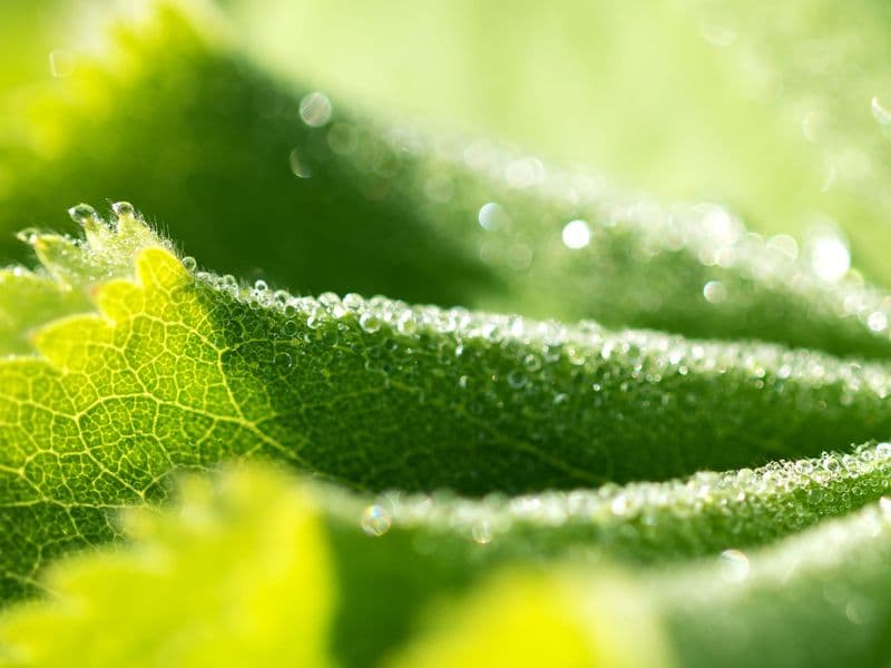 Alchemilla Gallery 05