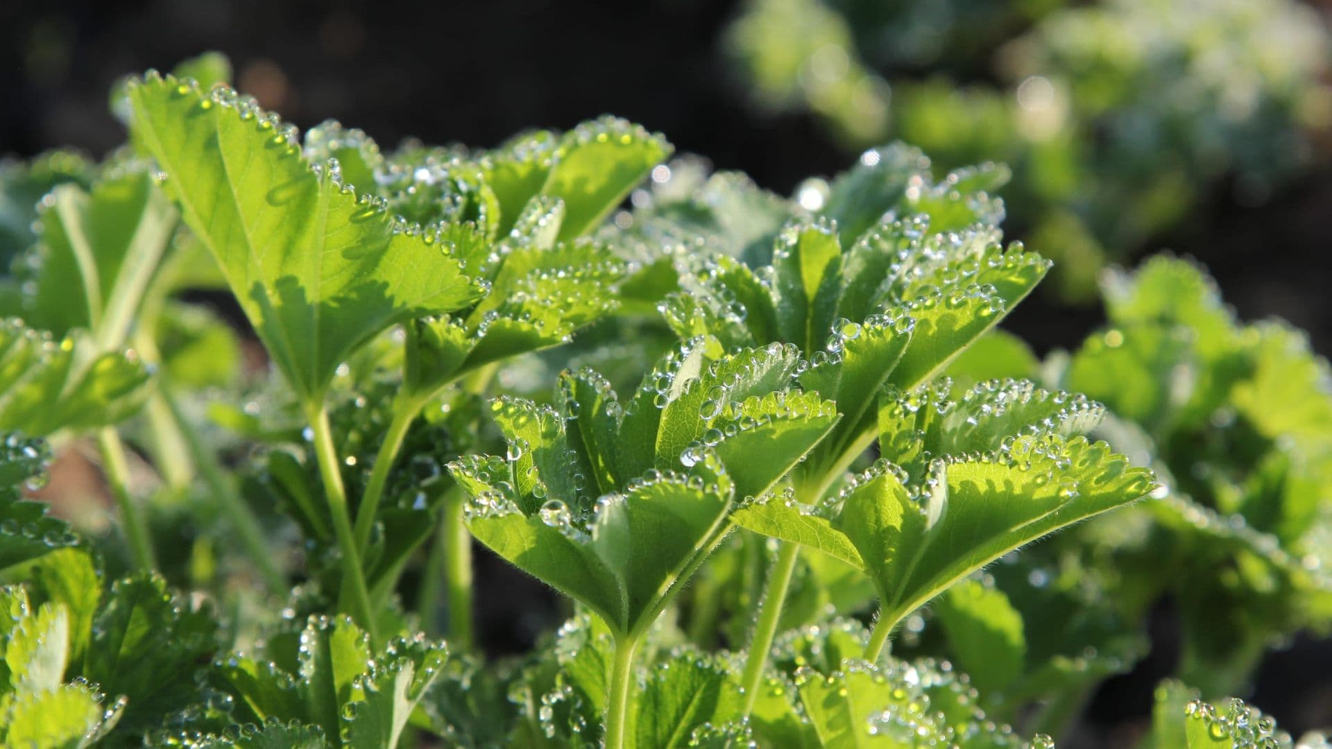 Alchemilla Hero