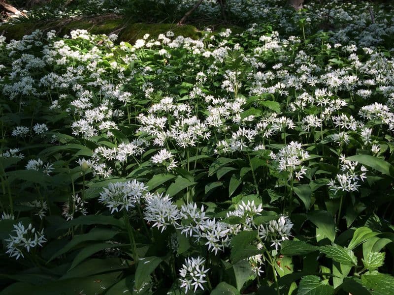 Alliumursinum Gallery 03