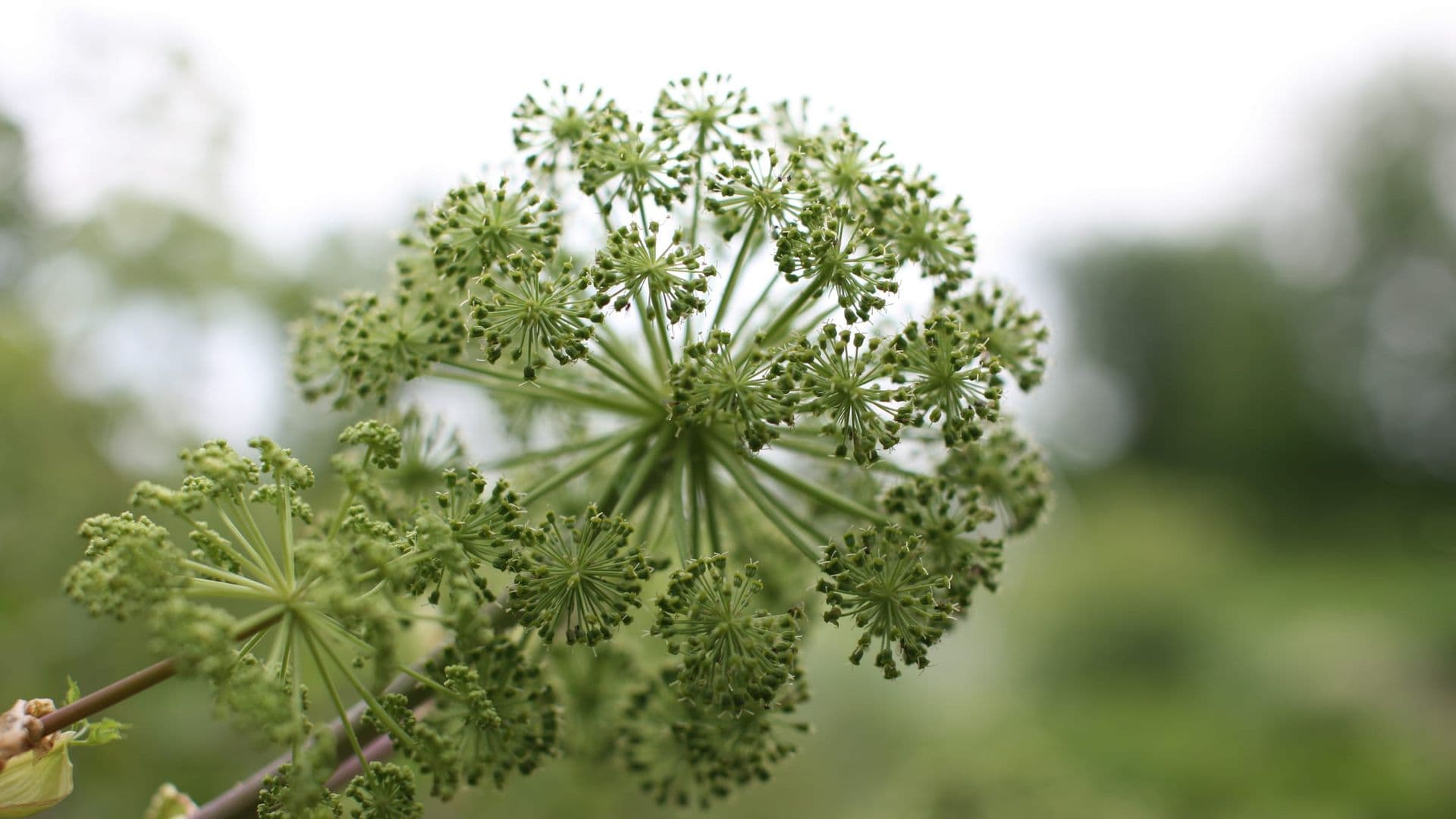 Angelica Hero