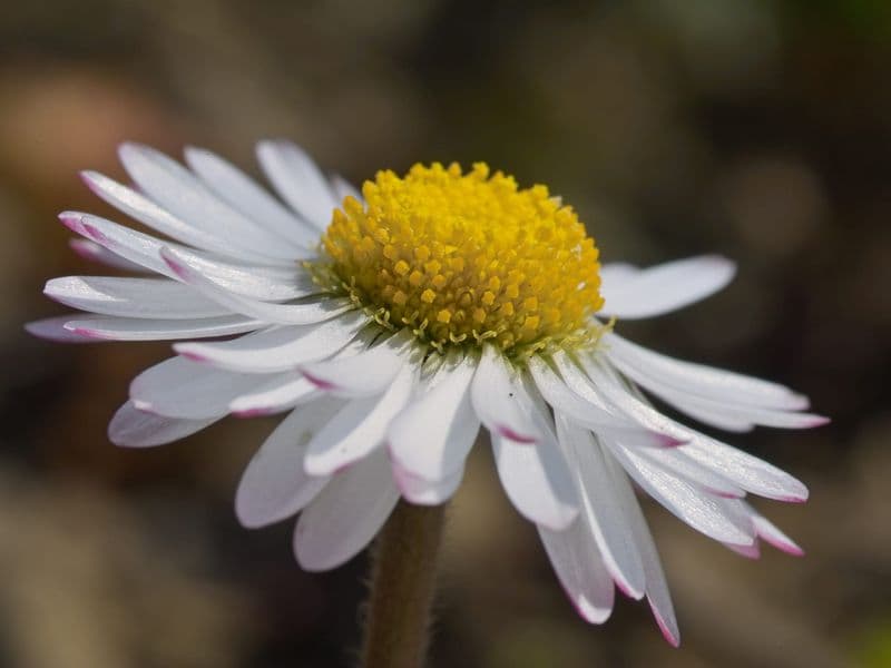 Bellis Gallery 03