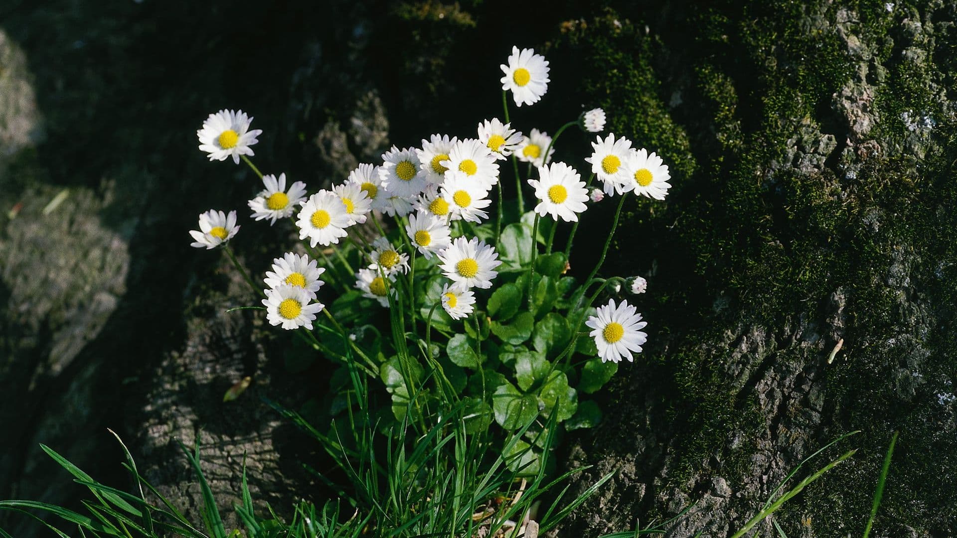 Bellis Hero