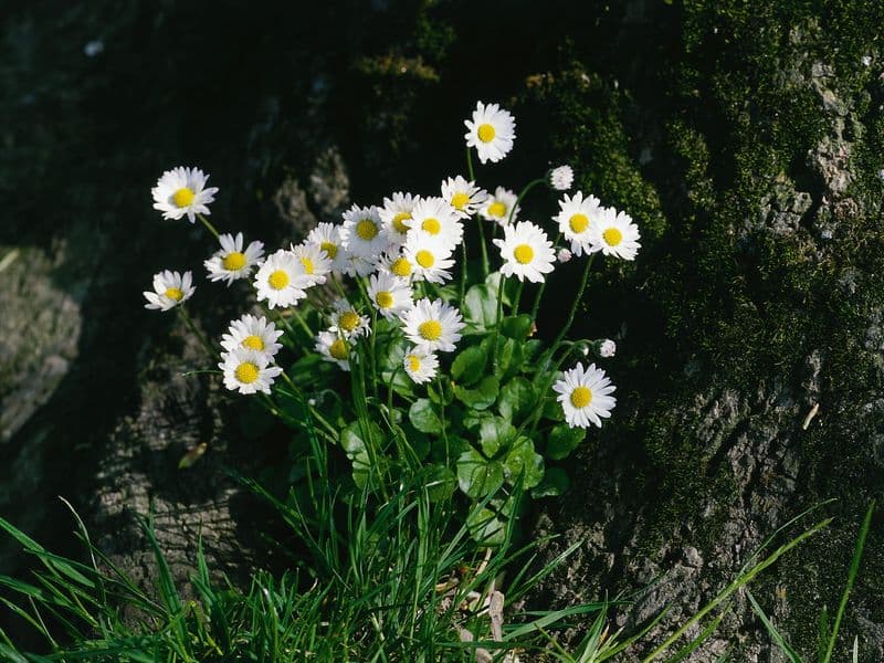 Bellis Hero