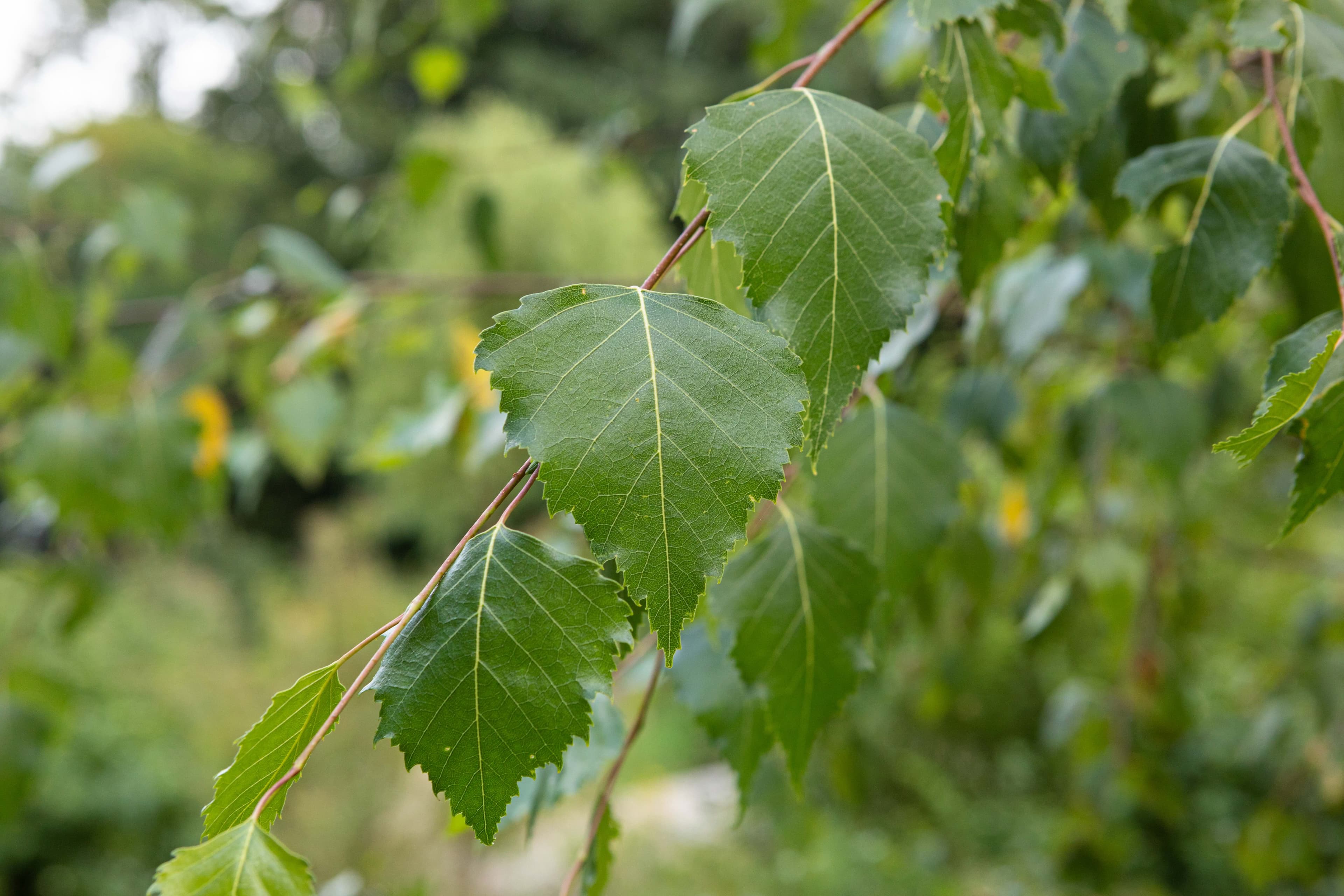 Johanniskraut (Hypericum perforatum)