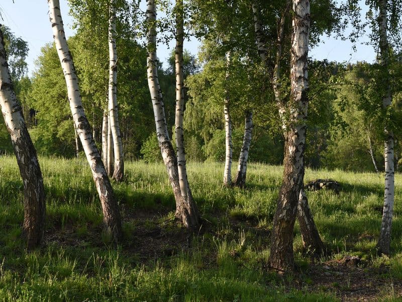 Betula Gallery 01