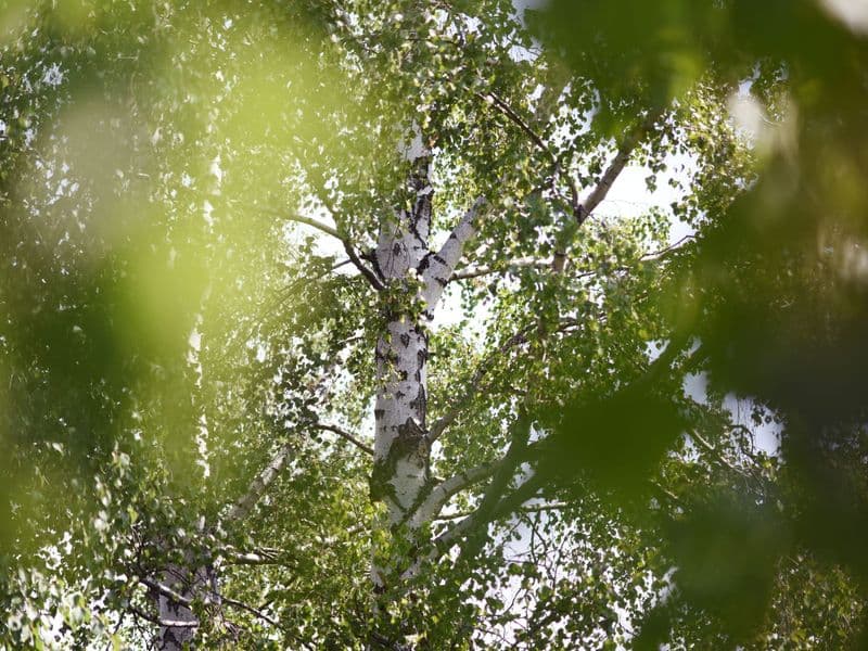 Betula Gallery 03