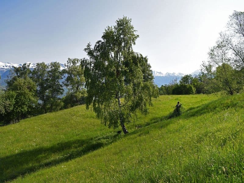 Betula Gallery 05