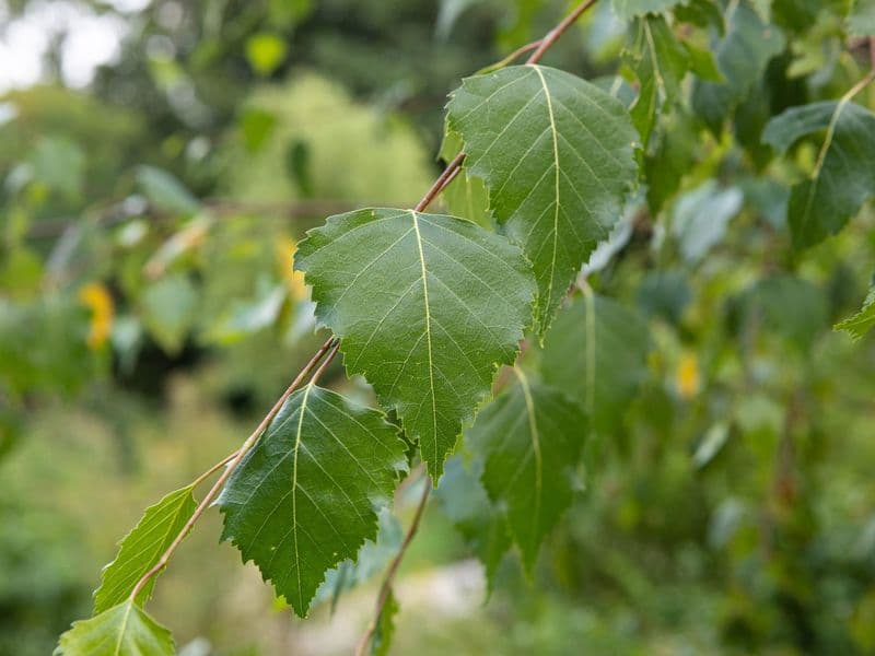 Betula Gallery 07