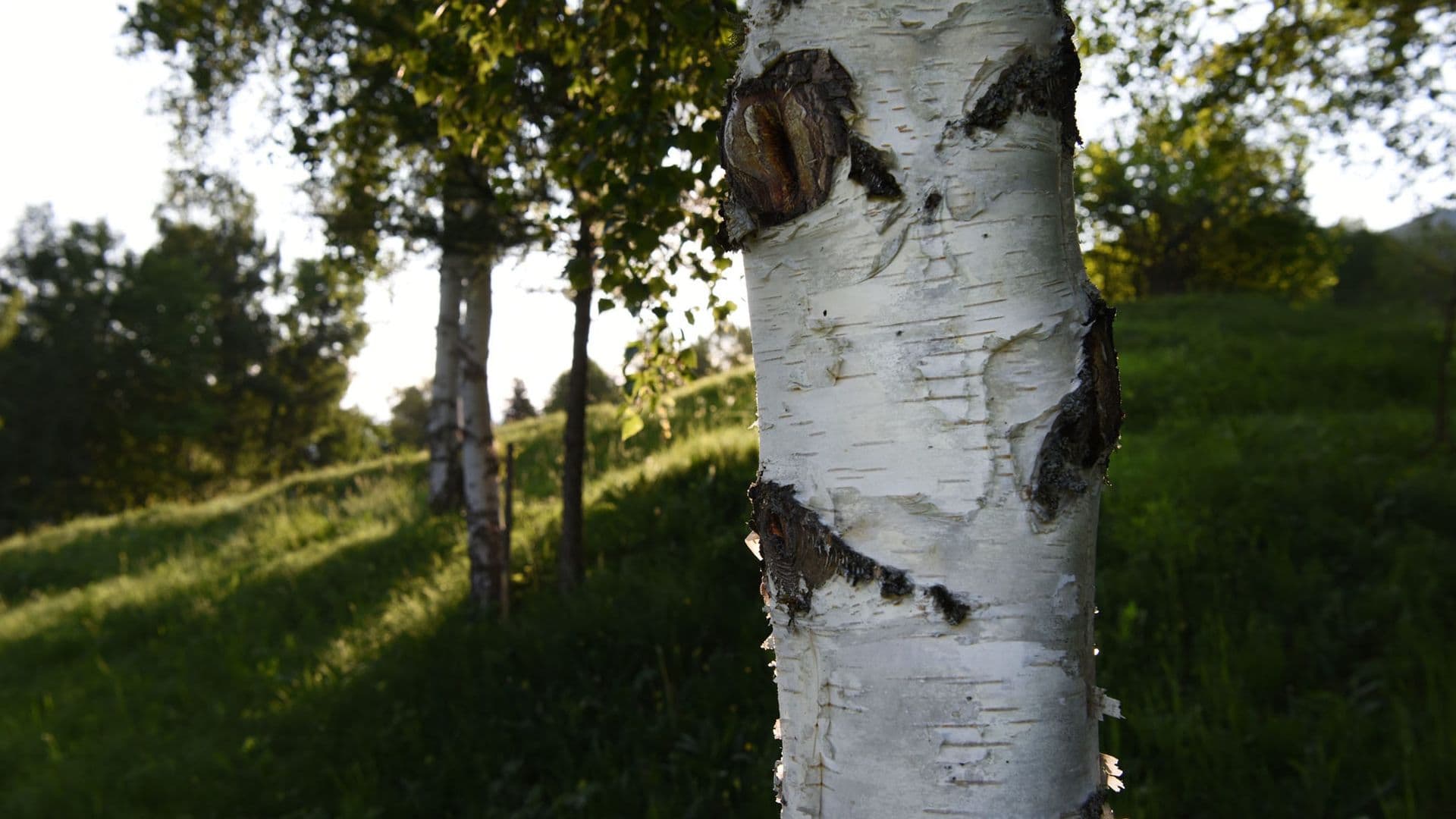 Betula Hero