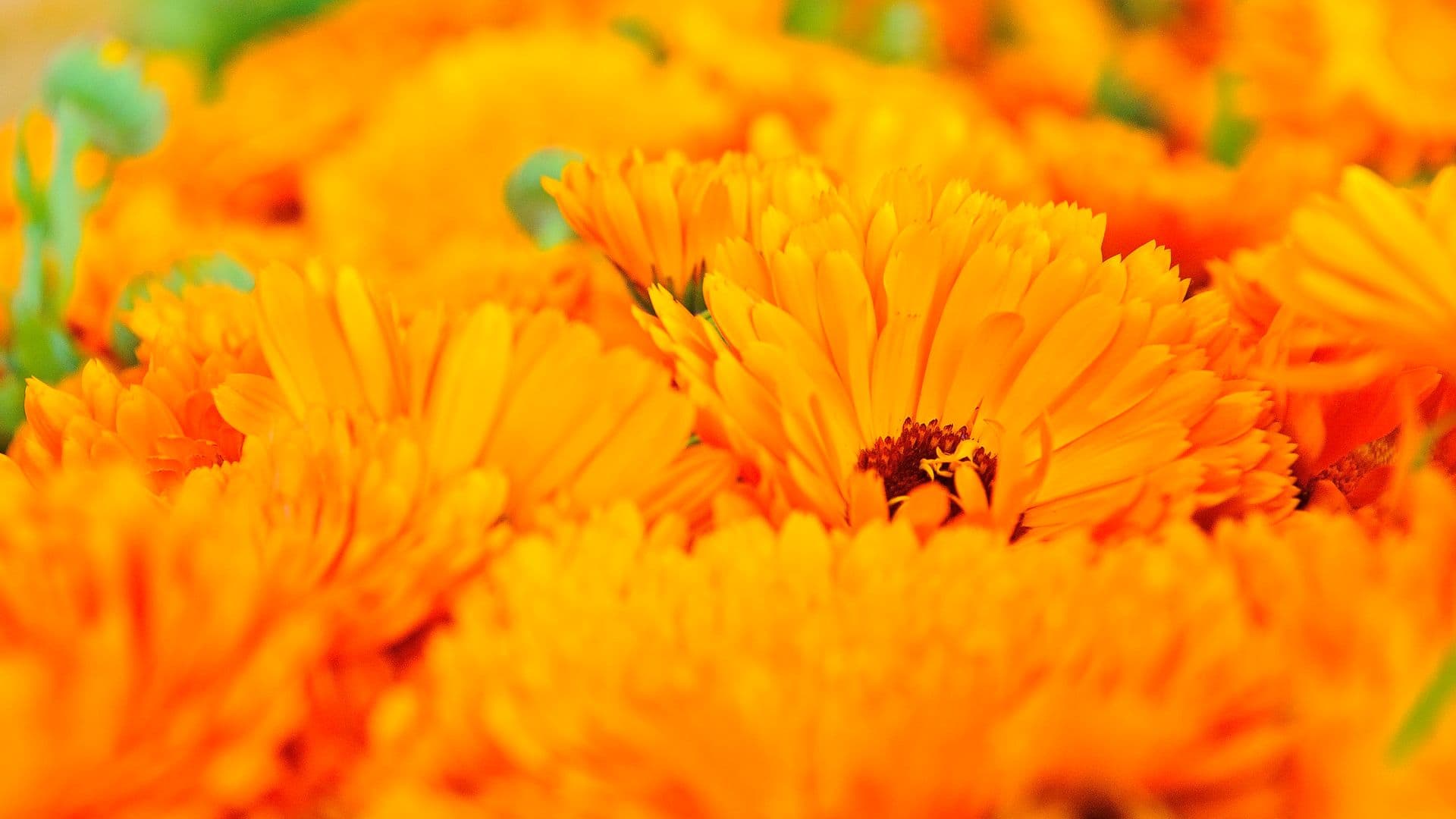 Ringelblume im Alltag