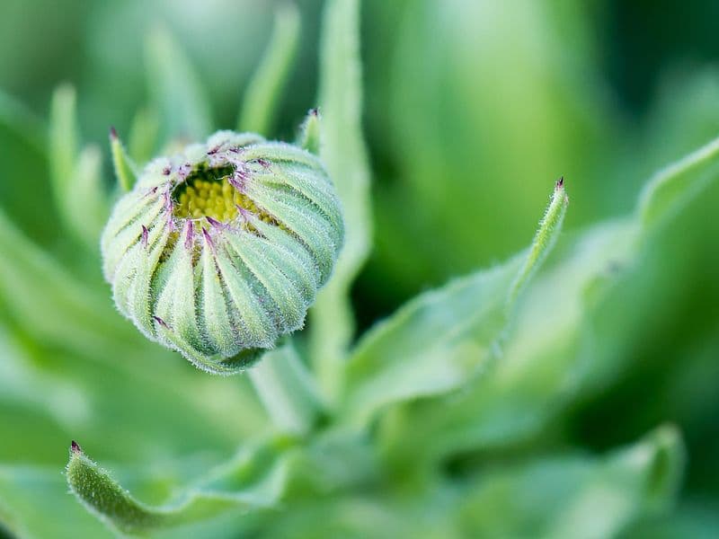 Calendula Gallery 01