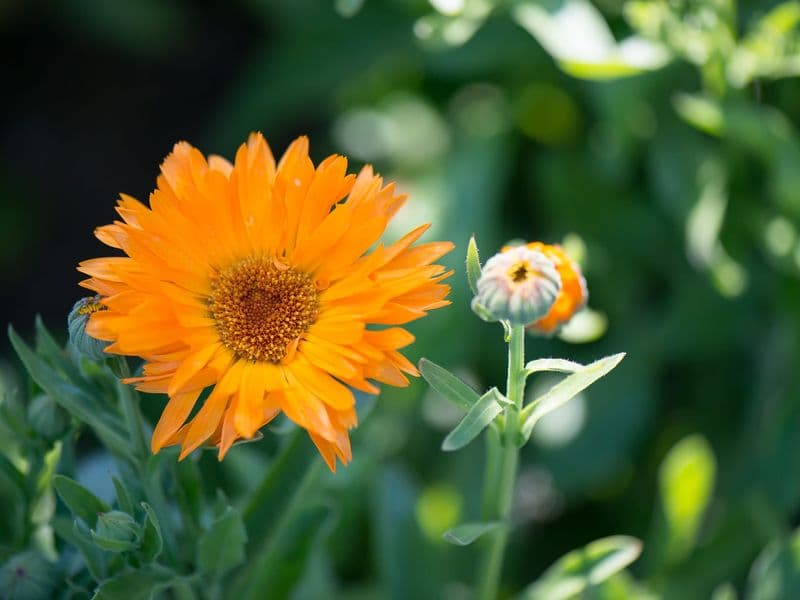 Calendula Gallery 05