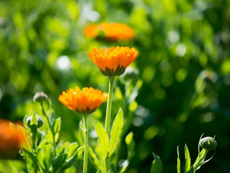 Ringelblume