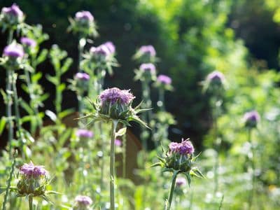 Mariendistel