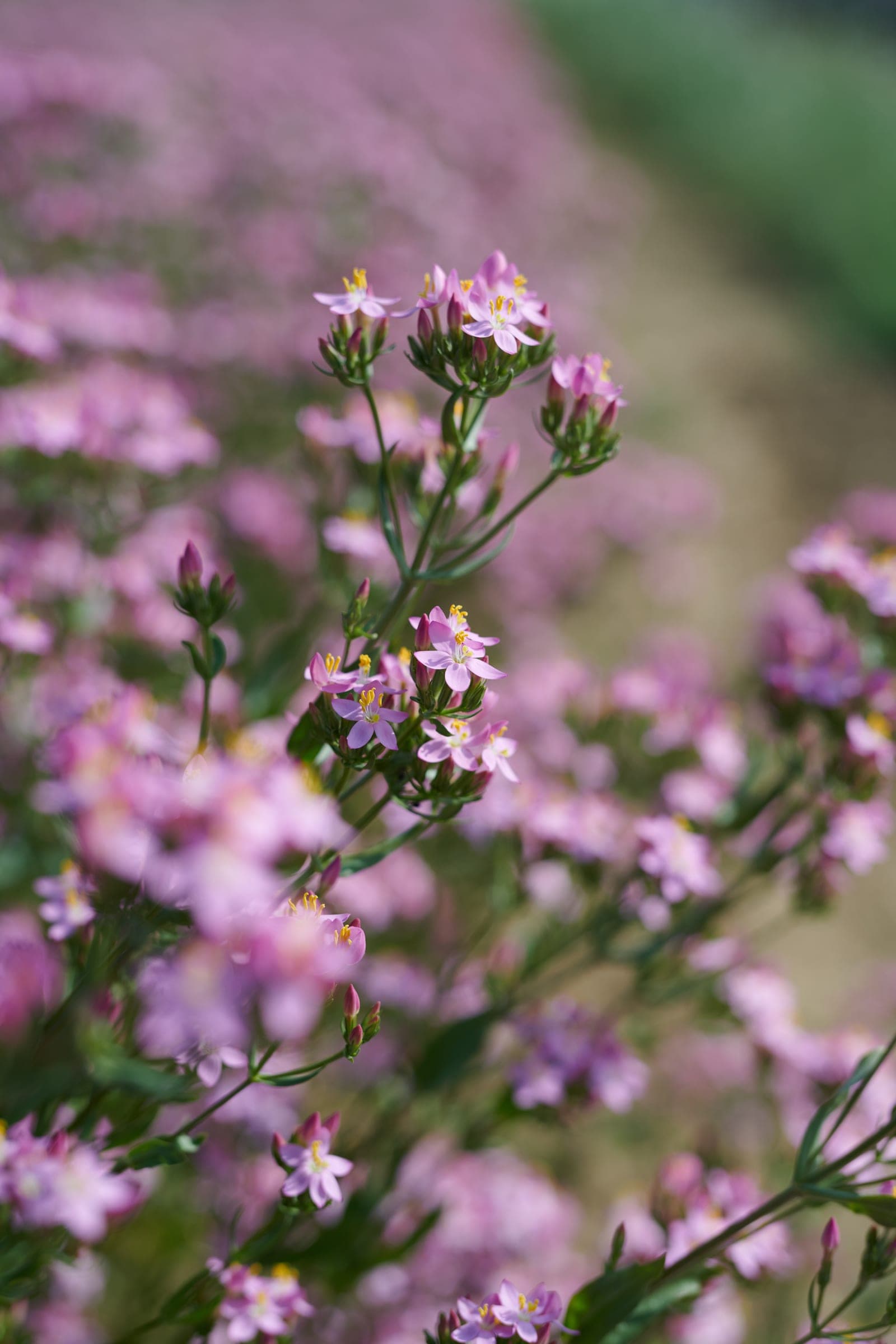 Centaurium Gallery 01