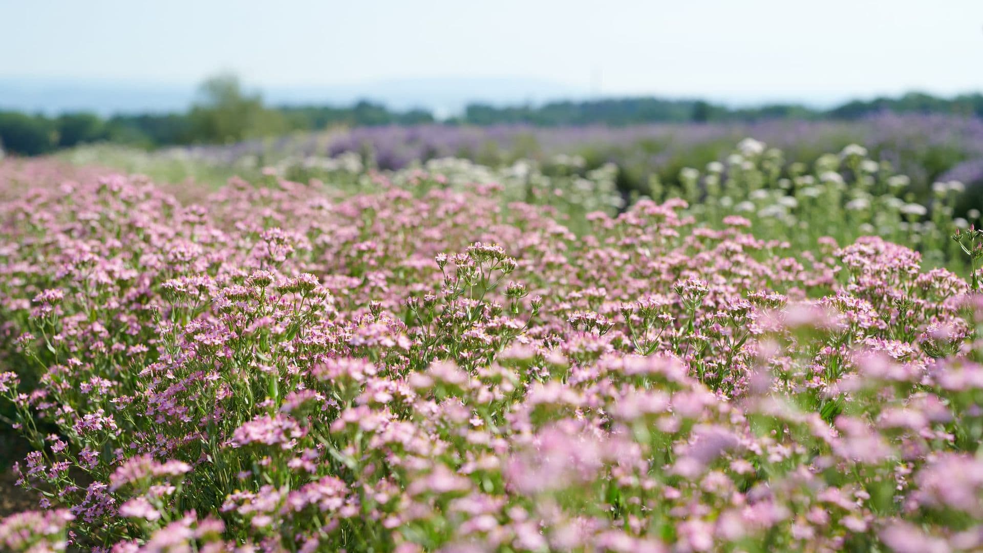 Centaurium Gallery 02