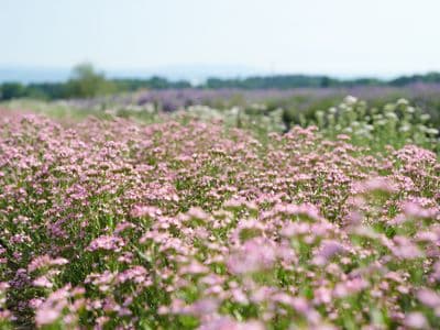 Centaurium Gallery 02