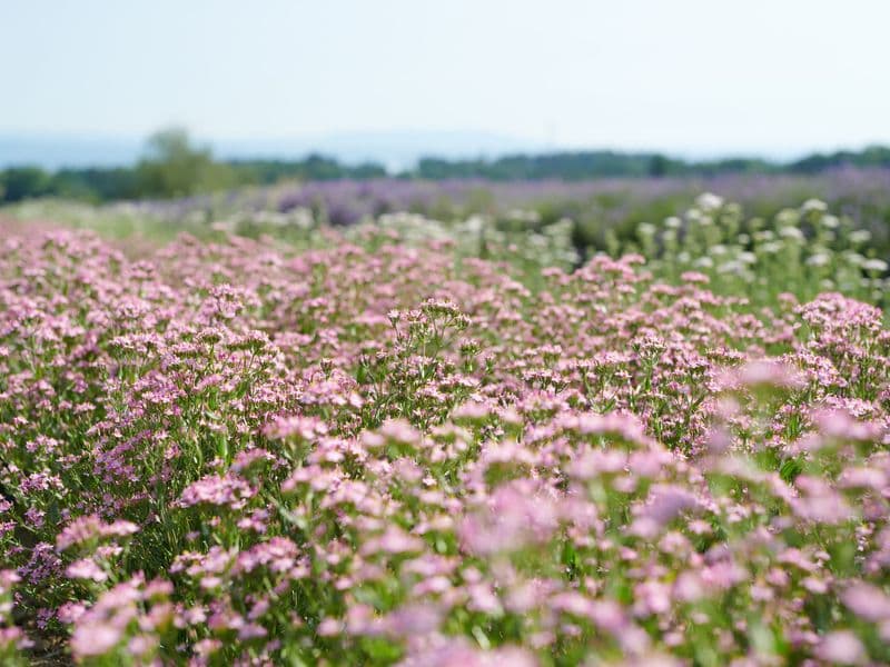 Centaurium Gallery 02