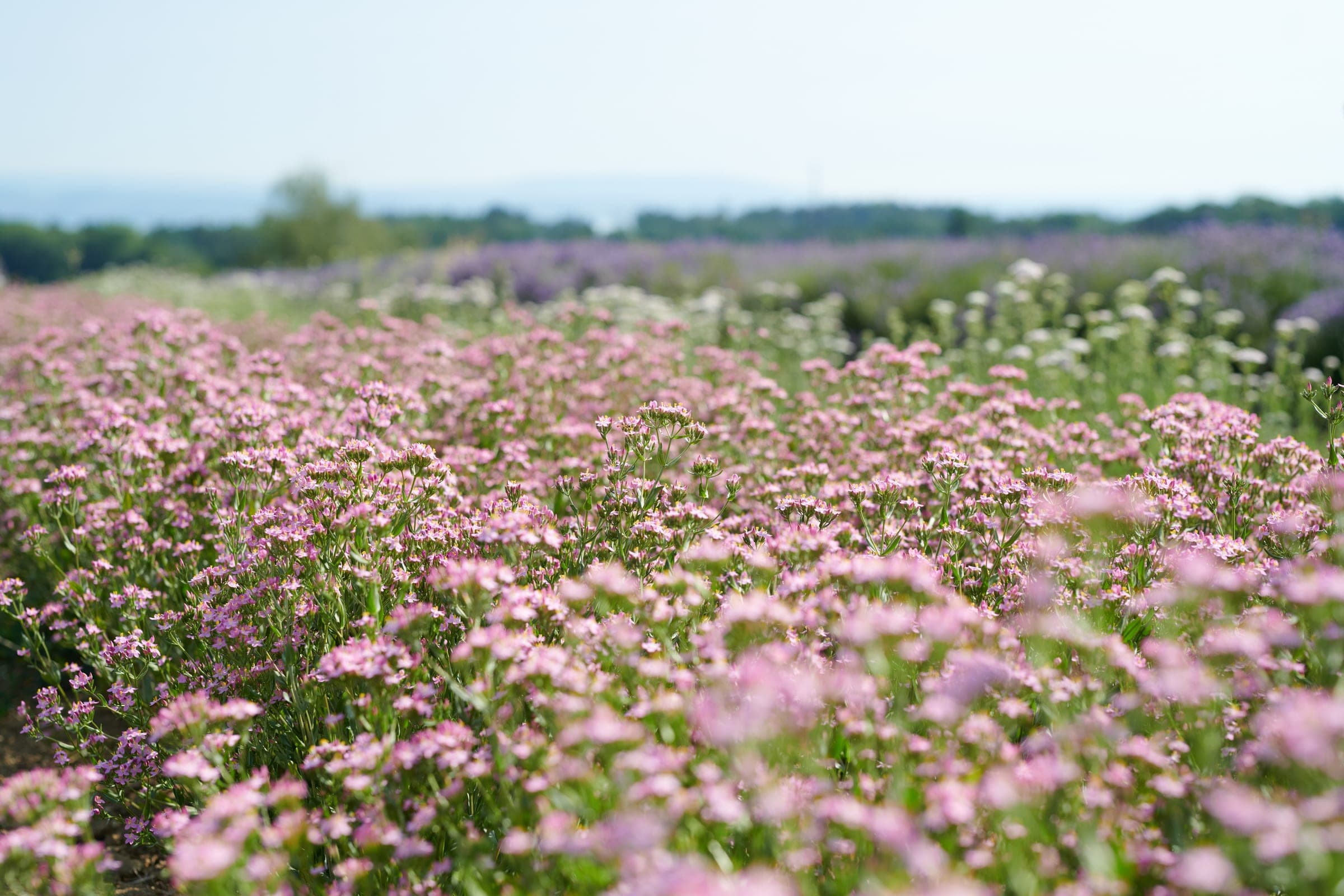 Centaurium Gallery 02