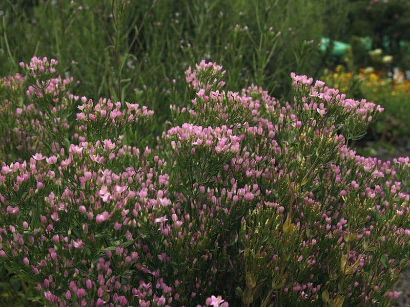Centaurium Gallery 03