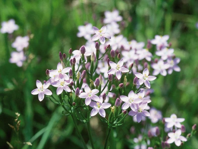 Centaurium Gallery 04