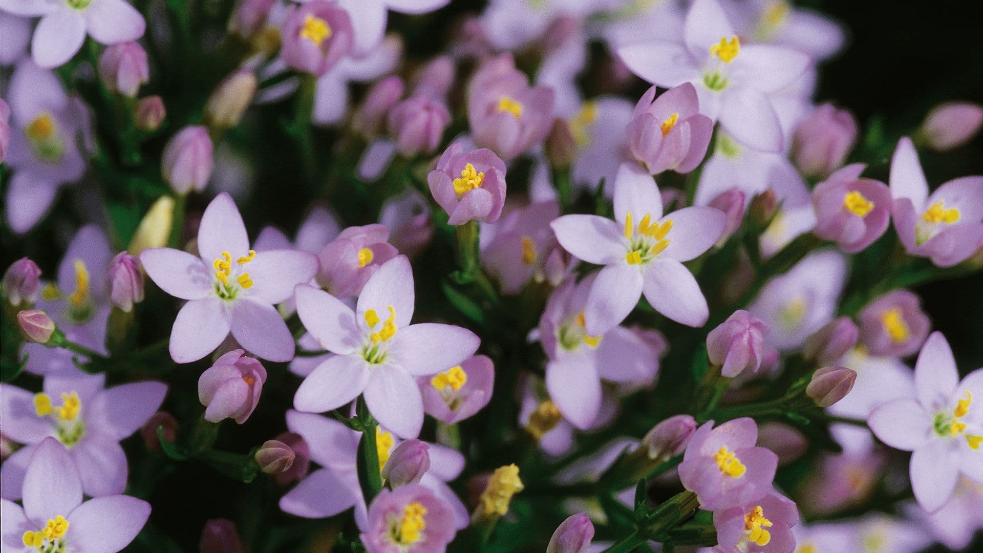Centaurium Hero