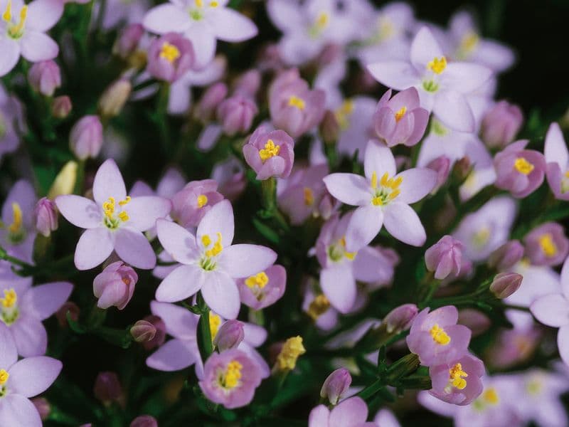 Centaurium Hero