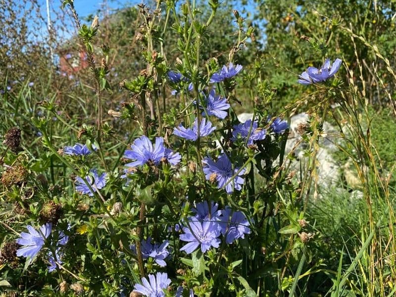Cichorium Gallery 01