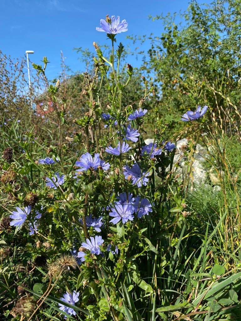 Cichorium Gallery 01