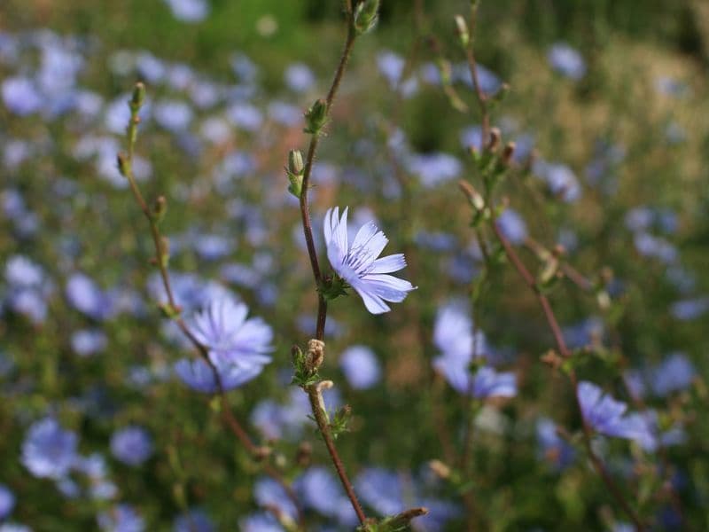 Cichorium Hero