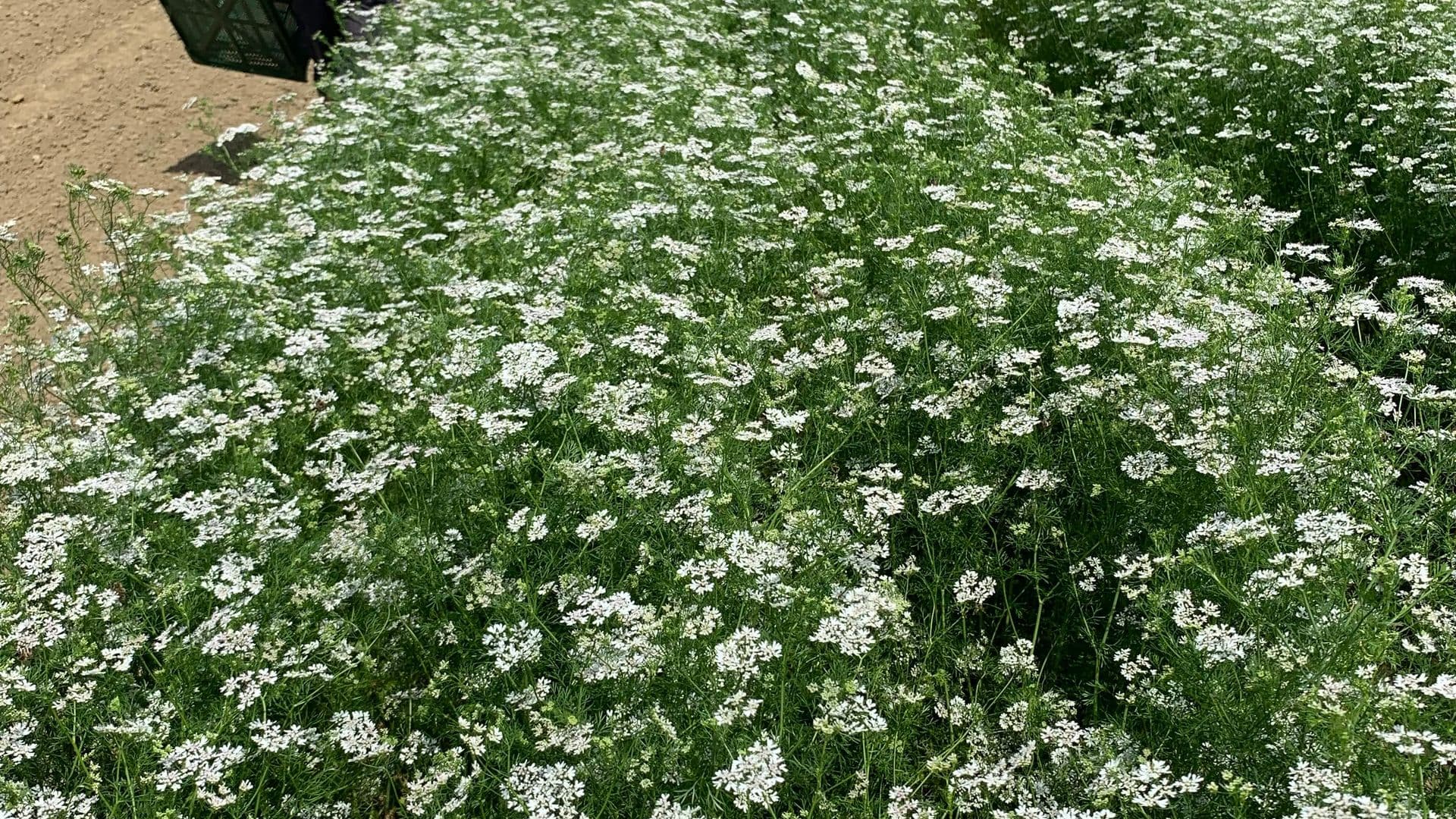 Coriandrum 2019 MP IMG 4575