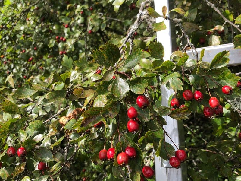 Crataegus Gallery 01